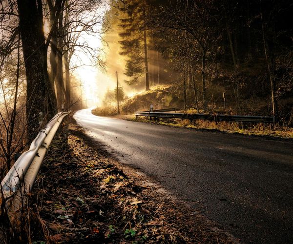 A path winding through a calm forest, symbolizing a consistent journey.